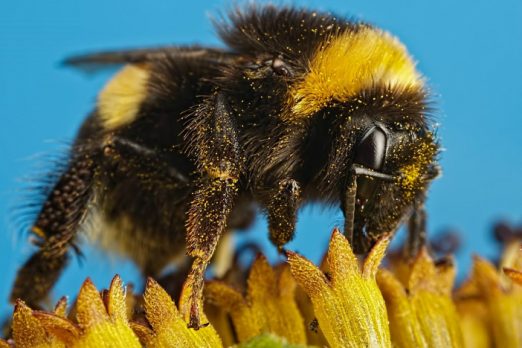 A photo of a bumblebee at the British Science Festival 2017